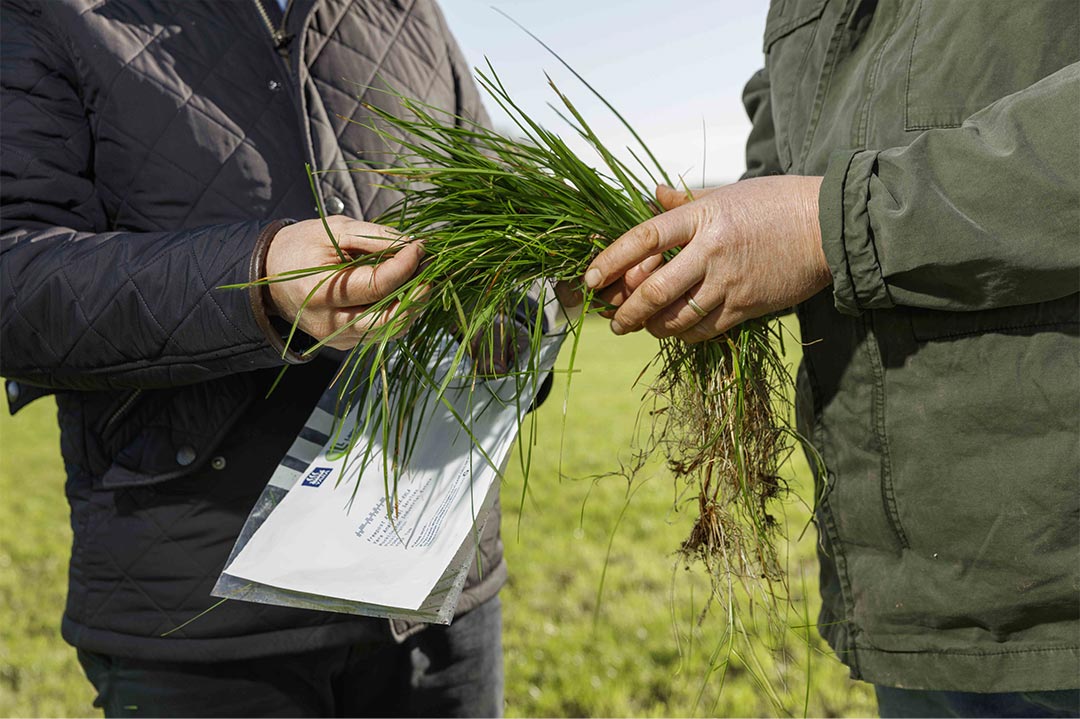 Análisis de suelo y foliar en forraje para ganado