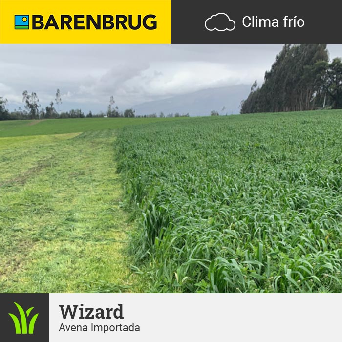 Barenbrug Forraje Clima Frío Avena Wizard