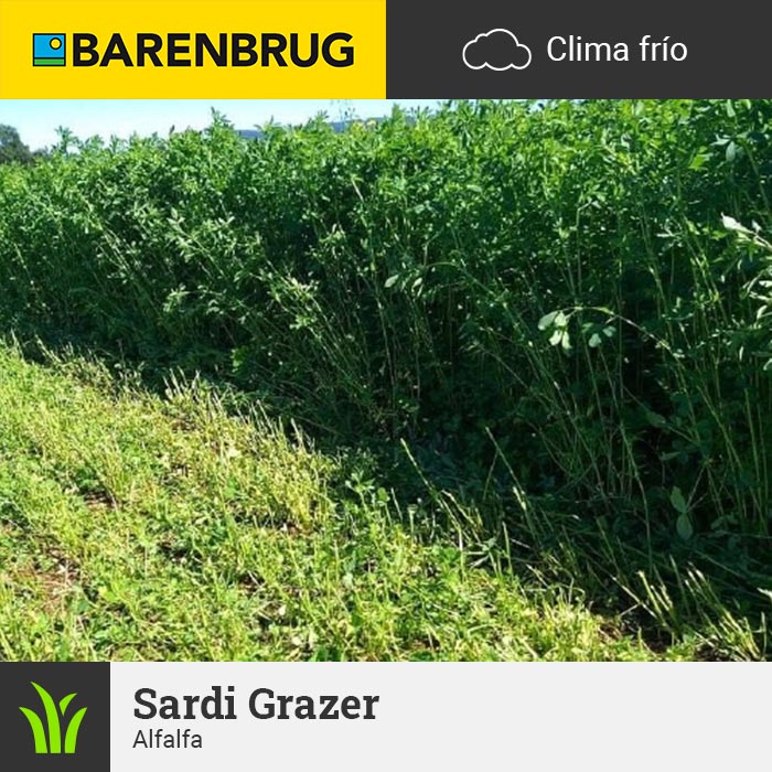 Barenbrug Forraje Clima Frío Alfalfa Sardi Grazer