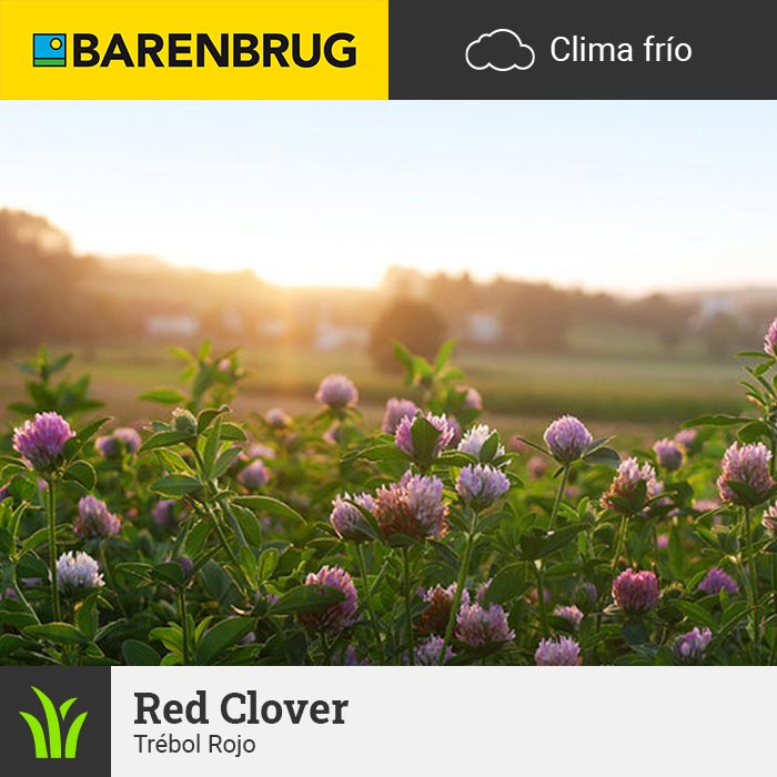 Barenbrug Forraje Clima Frío Trébol Rojo