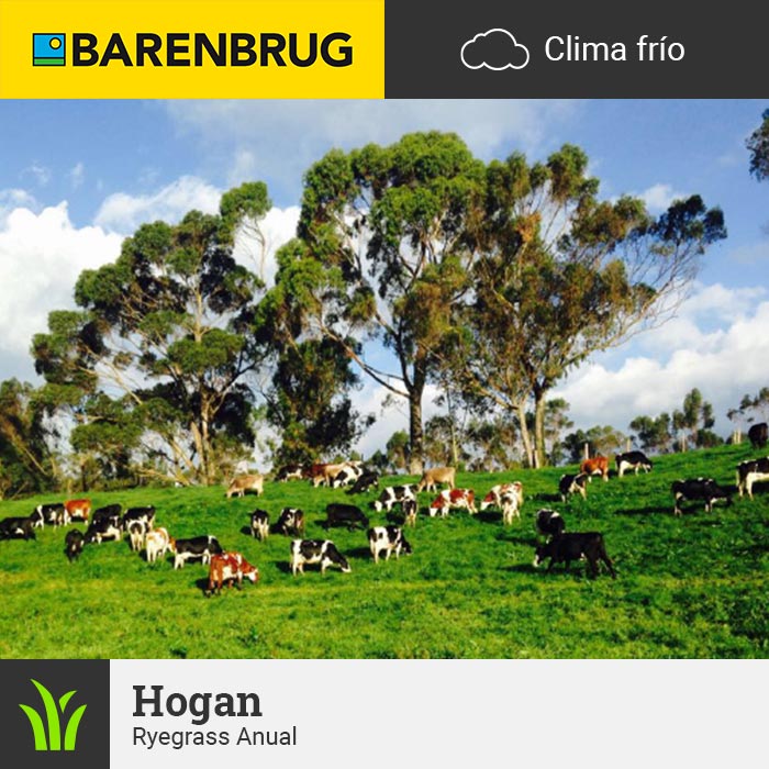 Barenbrug Forraje Clima Frío Hogan